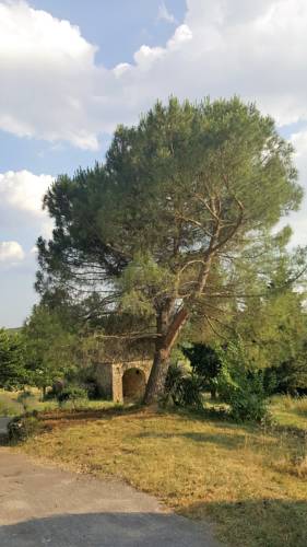 Gîte - Le Mas De Louise : Guest accommodation near Saint-Florent-sur-Auzonnet