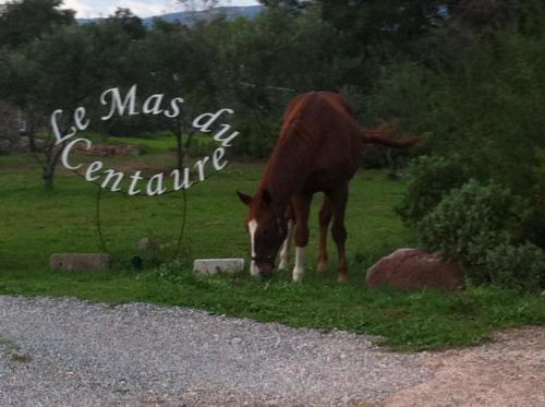 Le Mas du Centaure : Bed and Breakfast near Puget-sur-Argens