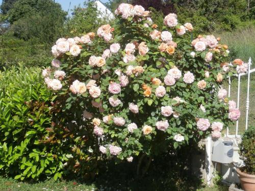 Les Hauts d'Amboise : Bed and Breakfast near Limeray